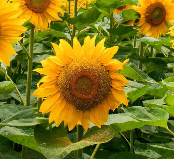 Variedades de semillas de Girasol . Semillas de Helianthus annuus. (ES)  Hierba del sol, mirasol, tornasol, Sunflower - Vademécum de semillas