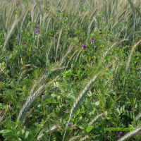 Fotos Anual Triticale