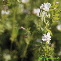 Imagen Serradella flor blanca ERICA - Semillas Batlle