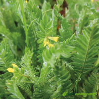 Imagen Serradella flor amarilla SANTORINI - Semillas Batlle