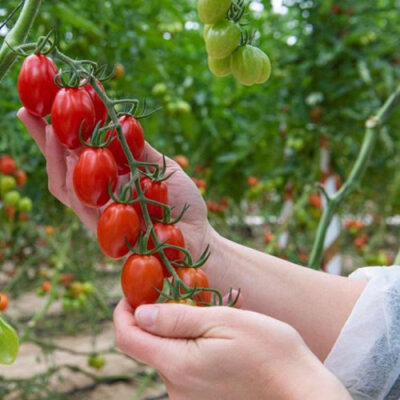 Granja TOMASA Seedhouse 100 Piezas de Semilla de Tomate Orgánico Semillas de Tomate Arcoiris Semillas de Hortalizas Tomate Morado para Jardín 