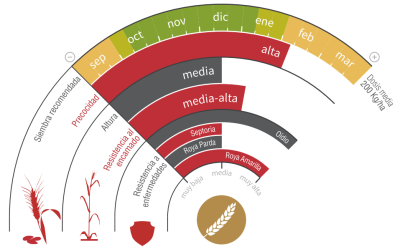 Imagen Nudel - LG Seeds