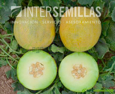 Imagen Galia F1 - Intersemillas