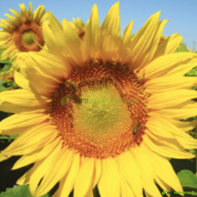 Variedades de semillas de Girasol . Semillas de Helianthus annuus. (ES)  Hierba del sol, mirasol, tornasol, Sunflower - Vademécum de semillas