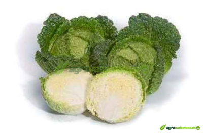 Semillas de brócoli miranda 300 semillas Brassica oleracea 