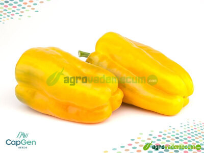 Imagen Mortirolo - CapGen Seeds