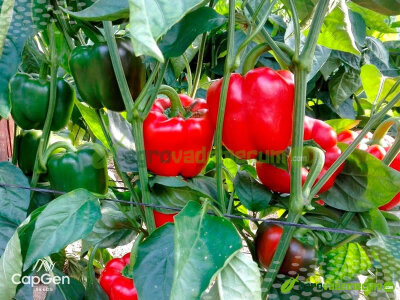 Imagen CGP 1601 - CapGen Seeds