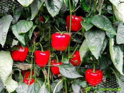 Imagen CGP 1601 - CapGen Seeds