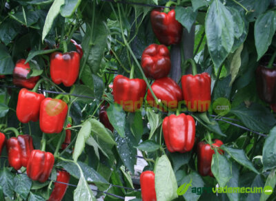 Imagen CGP 2212 - CapGen Seeds