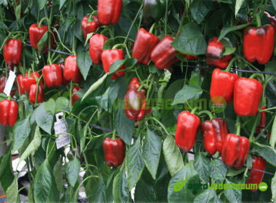 Imagen CGP 2212 - CapGen Seeds