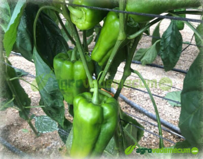 Imagen Palpito - CapGen Seeds