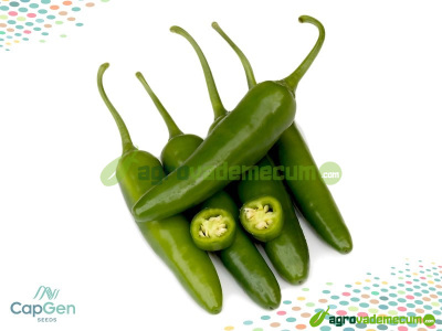 Imagen Magnesio - CapGen Seeds