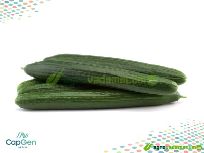 Imagen Pancho - CapGen Seeds