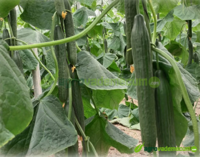 Imagen Pancho - CapGen Seeds