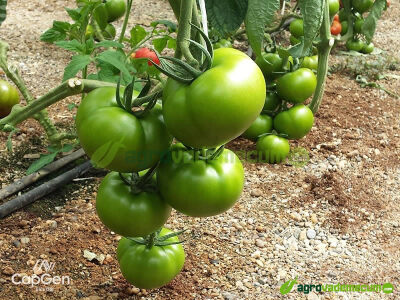 Imagen CGT1478 - CapGen Seeds