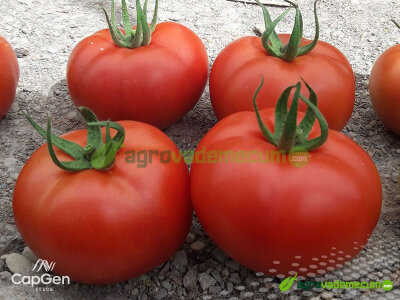 Imagen CGT1478 - CapGen Seeds