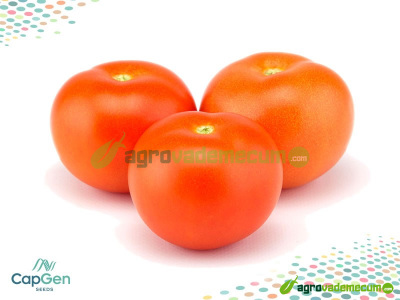 Imagen Tolentina - CapGen Seeds