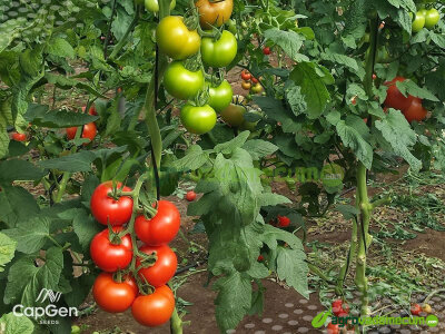 Imagen Costello - CapGen Seeds