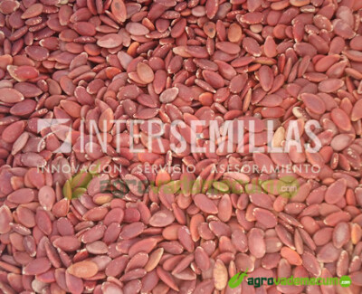 Imagen Robusta F1 - Intersemillas