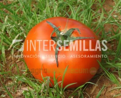 Imagen Vilma F1 - Intersemillas