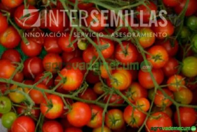 Imagen CERISE F1 - Intersemillas