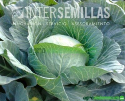 Imagen GREEN LUNAR F1 - Intersemillas