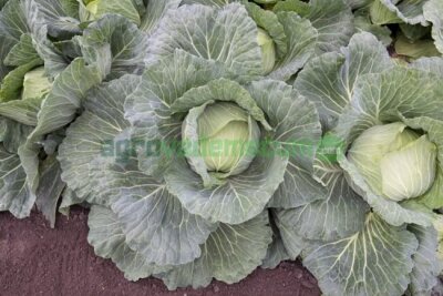 Imagen Green Rich F1 - Takii Seed