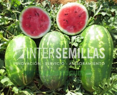 Imagen Aypa F1 - Intersemillas