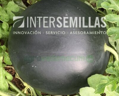 Imagen Isa F1 - Intersemillas