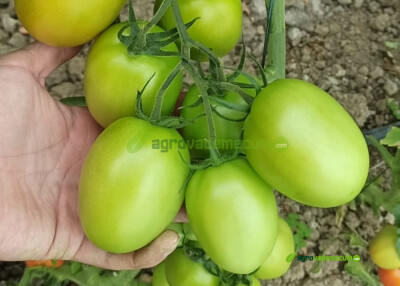 Imagen Efren - CapGen Seeds