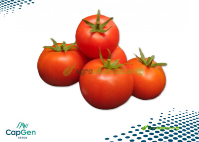 Imagen Donka - CapGen Seeds