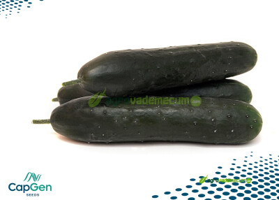 Imagen Chimo - CapGen Seeds