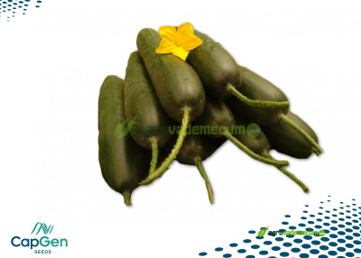 Imagen Chtouka - CapGen Seeds