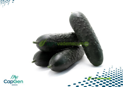 Imagen Españolo - CapGen Seeds