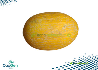 Imagen Rafik - CapGen Seeds