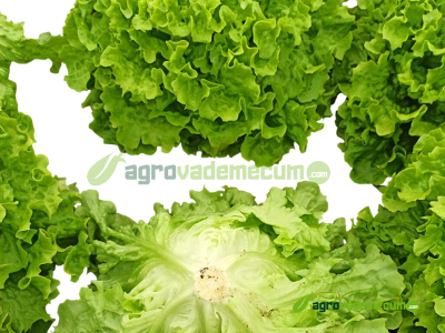 Foto producto