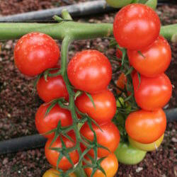 Semillas de Tomate SENALDA Hazera España - (MX) Jitomate - Vademécum de semillas
