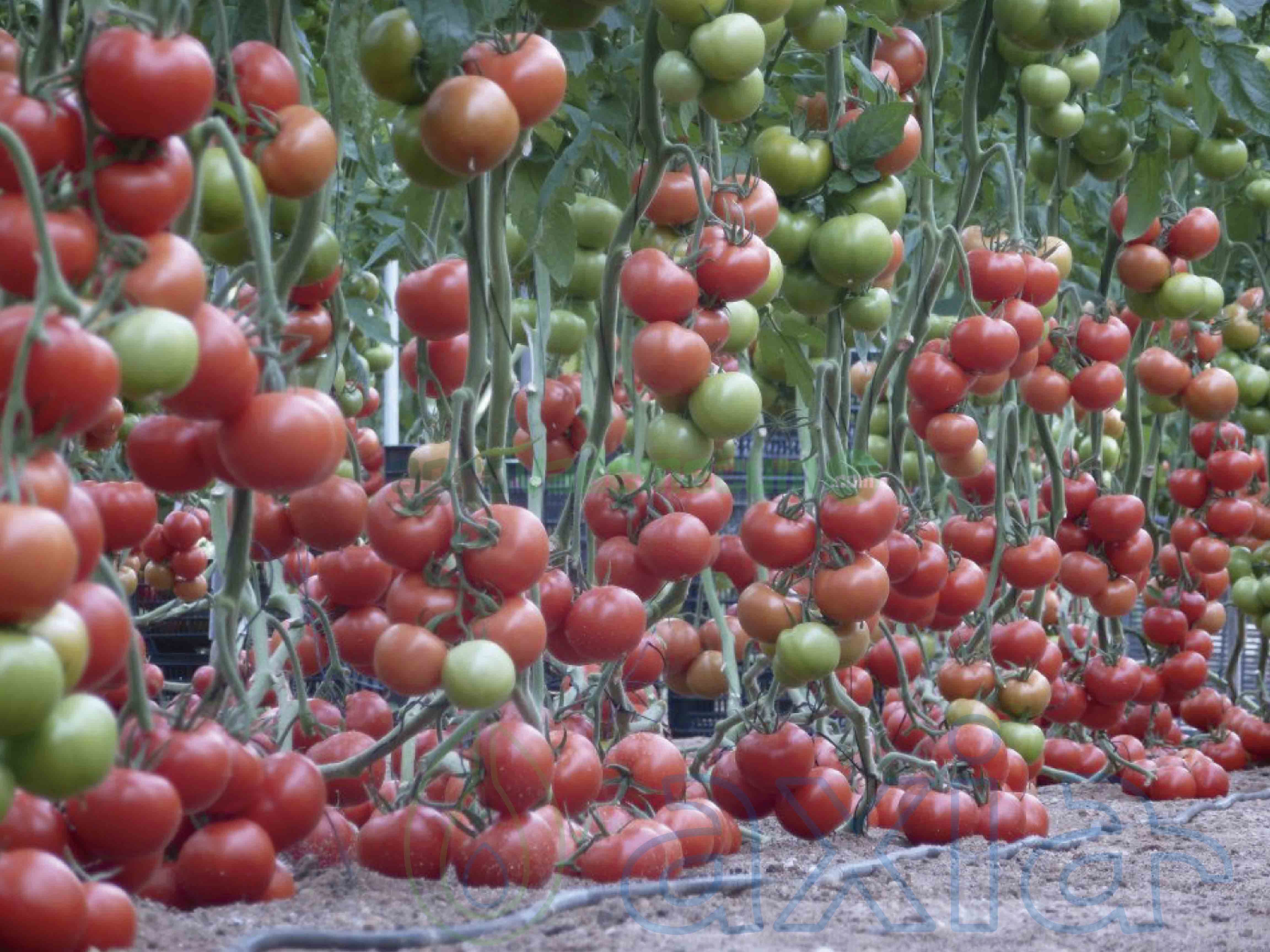 Semillas De Tomate Corazón De Buey Mira F1 De Axia Seeds Jitomate Vademécum De Semillas